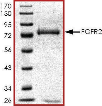 FGFR2 (285-end), active, GST tagged human PRECISIO&#174; Kinase, recombinant, expressed in baculovirus infected Sf9 cells, &#8805;80% (SDS-PAGE), buffered aqueous glycerol solution