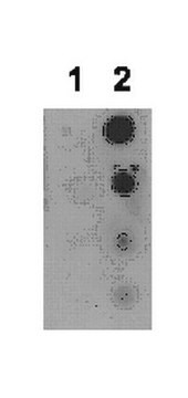 Anti-acetyl STAT5B (Lys694) Antibody from rabbit, purified by affinity chromatography