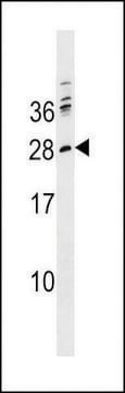 ANTI-PTCRA(C-TERMINAL) antibody produced in rabbit affinity isolated antibody, buffered aqueous solution