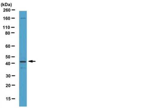 Anti-SIRT3 (CT) Antibody from rabbit