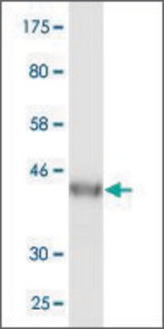 Monoclonal Anti-VPS25 antibody produced in mouse clone 4D6-2D4, purified immunoglobulin, buffered aqueous solution