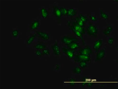 Monoclonal Anti-MPHOSPH10 antibody produced in mouse clone 1B10, purified immunoglobulin, buffered aqueous solution