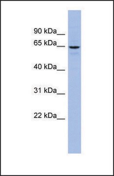 Anti-SLC34A3 antibody produced in rabbit affinity isolated antibody