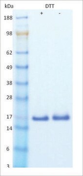 FGF-basic human recombinant, expressed in human cells, &#8805;95% (SDS-PAGE)