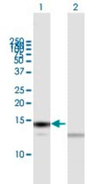 Anti-TXN antibody produced in mouse purified immunoglobulin, buffered aqueous solution