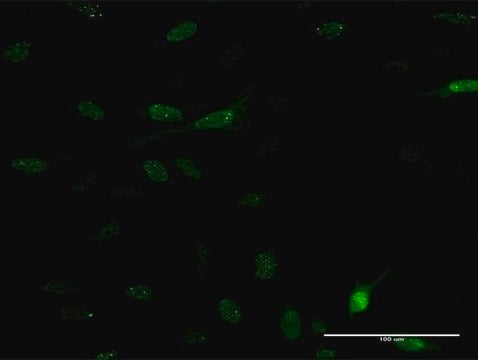 Monoclonal Anti-PDE5A antibody produced in mouse clone 9H5, purified immunoglobulin, buffered aqueous solution