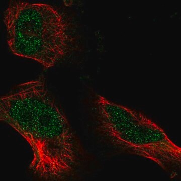 Anti-ATE1 antibody produced in rabbit Prestige Antibodies&#174; Powered by Atlas Antibodies, affinity isolated antibody