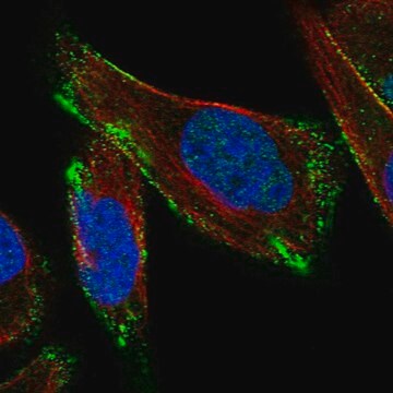 Anti-CAV3 antibody produced in rabbit Prestige Antibodies&#174; Powered by Atlas Antibodies, affinity isolated antibody