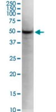 Monoclonal Anti-KLF5, (C-terminal) antibody produced in mouse clone 2G12, purified immunoglobulin, buffered aqueous solution