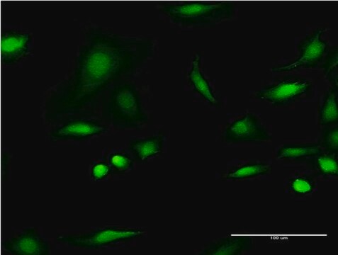 Monoclonal Anti-C1D antibody produced in mouse clone 4H5, purified immunoglobulin, buffered aqueous solution