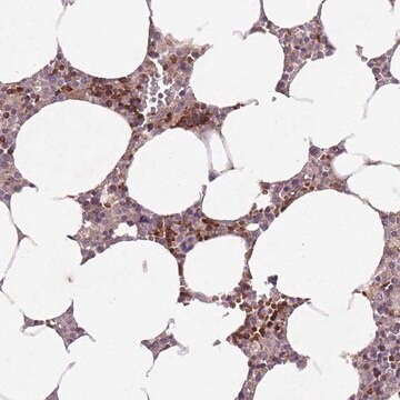 Anti-SECTM1 antibody produced in rabbit Prestige Antibodies&#174; Powered by Atlas Antibodies, affinity isolated antibody, buffered aqueous glycerol solution