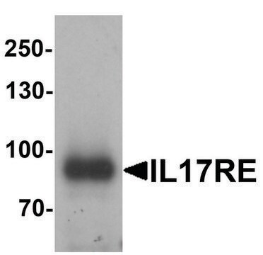 Anti-IL-17RE antibody produced in rabbit affinity isolated antibody, buffered aqueous solution