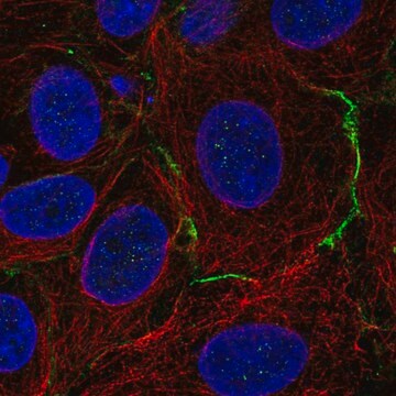 Anti-CELSR1 antibody produced in rabbit Prestige Antibodies&#174; Powered by Atlas Antibodies, affinity isolated antibody