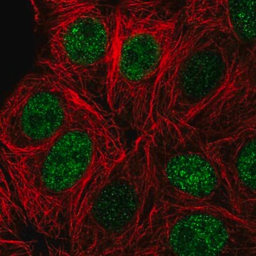 Anti-ZBTB42 antibody produced in rabbit Prestige Antibodies&#174; Powered by Atlas Antibodies, affinity isolated antibody