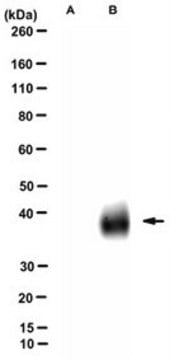 Anti-TROP2 Antibody, clone TrMab-29