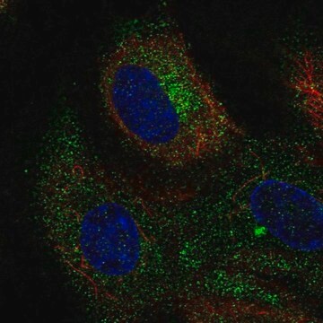 Anti-CLEC14A antibody produced in rabbit Prestige Antibodies&#174; Powered by Atlas Antibodies, affinity isolated antibody