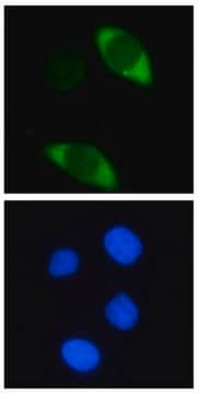 抗-Cas9抗体，克隆7A9 clone 7A9, from mouse