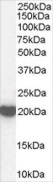 抗ペルオキシレドキシン2抗体 ヤギ宿主抗体 affinity isolated antibody, buffered aqueous solution