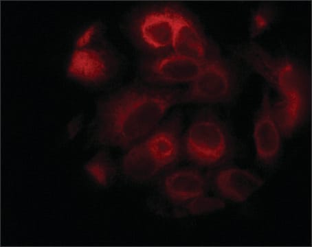 Anti-STIM1 (C-terminal) antibody produced in rabbit ~1&#160;mg/mL, affinity isolated antibody, buffered aqueous solution