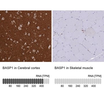 Anti-BASP1 antibody produced in rabbit Prestige Antibodies&#174; Powered by Atlas Antibodies, affinity isolated antibody, buffered aqueous glycerol solution