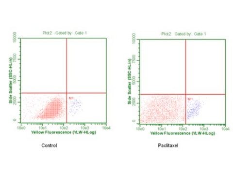 Anti-phospho-Bcl-2 (Ser70) Antibody, clone 69-10C-2-10C-18, rabbit monoclonal clone 69-10C-2-10C-18, from rabbit, unconjugated