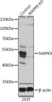 Anti-MAPK9 antibody produced in rabbit