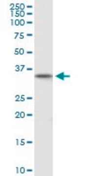 Anti-DPPA2 antibody produced in mouse purified immunoglobulin, buffered aqueous solution