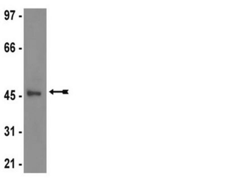 Anti-JNK3/SAPK1b Antibody, clone C05T, rabbit monoclonal culture supernatant, clone C05T, from rabbit