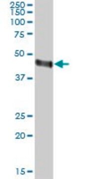 Anti-ORM2 antibody produced in mouse IgG fraction of antiserum, buffered aqueous solution