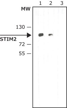 Anti-STIM2 in Kaninchen hergestellte Antikörper ~1.0&#160;mg/mL, affinity isolated antibody, buffered aqueous solution