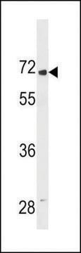 ANTI-LINGO2 (CENTER) antibody produced in rabbit affinity isolated antibody, buffered aqueous solution