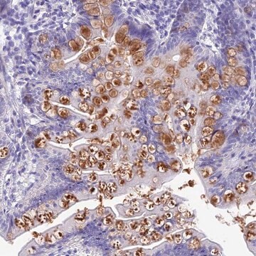 Anti-KDELR3 antibody produced in rabbit Prestige Antibodies&#174; Powered by Atlas Antibodies, affinity isolated antibody, buffered aqueous glycerol solution