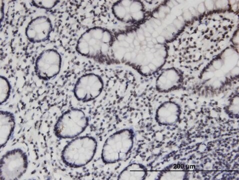 Monoclonal Anti-PCGF3, (C-terminal) antibody produced in mouse clone 1F1, purified immunoglobulin, buffered aqueous solution