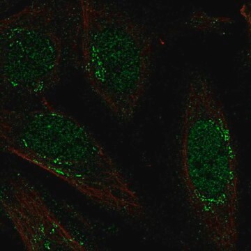 Anti-LRRC42 antibody produced in rabbit Prestige Antibodies&#174; Powered by Atlas Antibodies, affinity isolated antibody