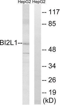 Anti-BAIAP2L1 antibody produced in rabbit affinity isolated antibody