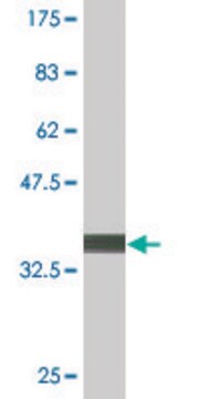 Monoclonal Anti-TOPORS antibody produced in mouse clone 6D2, purified immunoglobulin, buffered aqueous solution