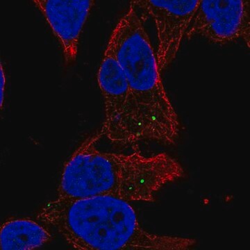 Anti-MAN2A2 antibody produced in rabbit Prestige Antibodies&#174; Powered by Atlas Antibodies, affinity isolated antibody