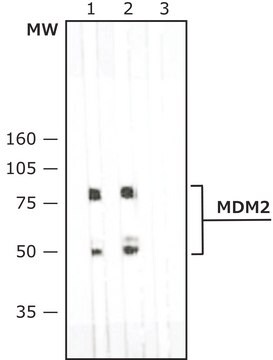 单克隆抗-MDM2 小鼠抗 ~2&#160;mg/mL, clone MD-219, purified immunoglobulin, buffered aqueous solution