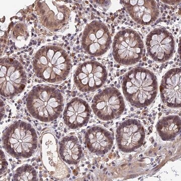 Anti-FAM98C antibody produced in rabbit Prestige Antibodies&#174; Powered by Atlas Antibodies, affinity isolated antibody, buffered aqueous glycerol solution