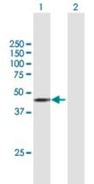 Anti-STK17B antibody produced in mouse purified immunoglobulin, buffered aqueous solution