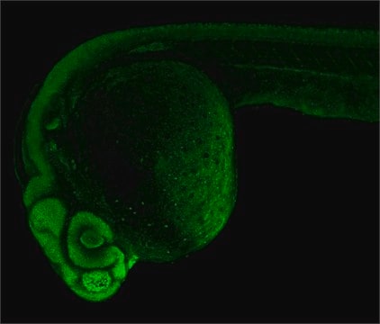 Anti-sox2 antibody produced in rabbit affinity isolated antibody, buffered aqueous solution