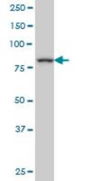 Monoclonal Anti-DAZ1 antibody produced in mouse clone 4F3, purified immunoglobulin, buffered aqueous solution