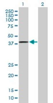 Anti-PTGES2 antibody produced in mouse purified immunoglobulin, buffered aqueous solution