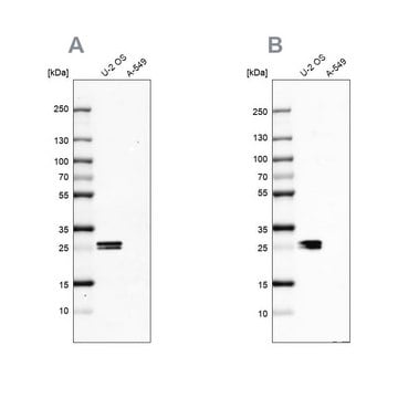 Anti-CT45A1 antibody produced in rabbit Prestige Antibodies&#174; Powered by Atlas Antibodies, affinity isolated antibody, buffered aqueous glycerol solution