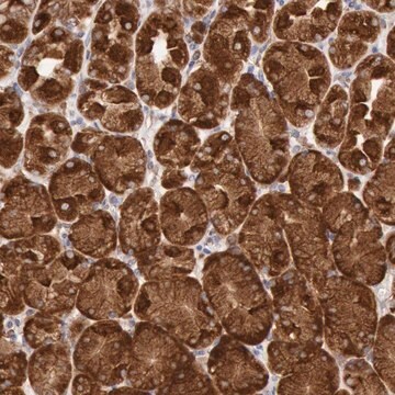 ANTI-ERP44 antibody produced in rabbit Prestige Antibodies&#174; Powered by Atlas Antibodies, affinity isolated antibody, buffered aqueous glycerol solution