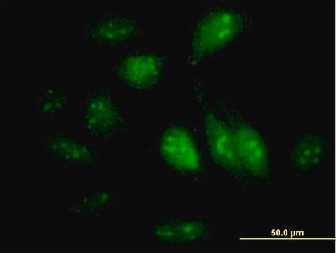 Anti-GTPBP4 antibody produced in mouse IgG fraction of antiserum, buffered aqueous solution