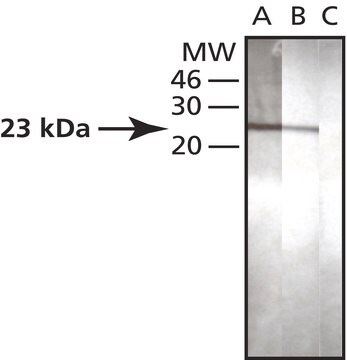 Anti-SNAP-23 (TS-19) antibody produced in rabbit IgG fraction of antiserum, buffered aqueous solution