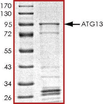 ATG13, GST tagged human recombinant, expressed in E. coli, &#8805;70% (SDS-PAGE), buffered aqueous glycerol solution