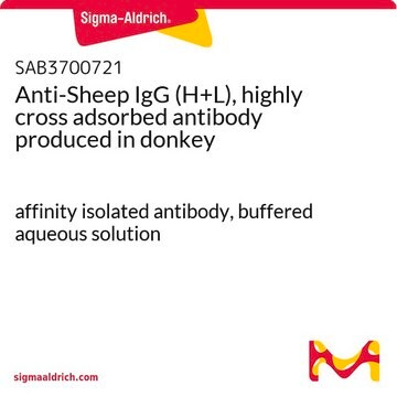 Anti-Sheep IgG (H+L), highly cross adsorbed antibody produced in donkey affinity isolated antibody, buffered aqueous solution