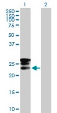 Anti-GRPEL1 antibody produced in mouse purified immunoglobulin, buffered aqueous solution